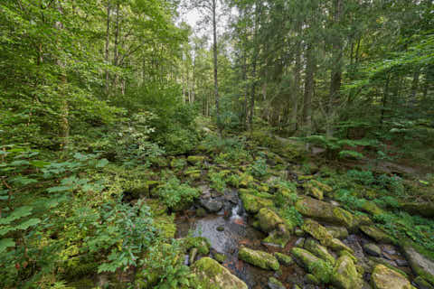 Gemeinde Waldkirchen Landkreis Freyung-Grafenau Saußbachklamm (Dirschl Johann) Deutschland FRG